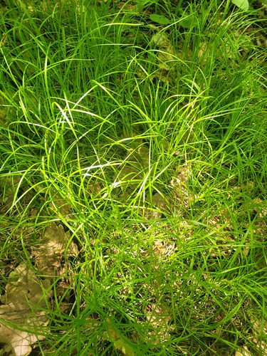 Carex rhizina, photograph 3