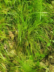 (c) Dmitriy Bochkov, some rights reserved (CC BY) Carex rhizina, photograph (c) Dmitriy Bochkov, some rights reserved (CC BY)