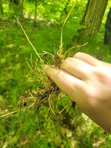 Carex rhizina, photograph 5