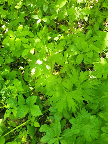 Aconitum lasiostomum