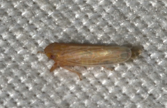 Graminella plana