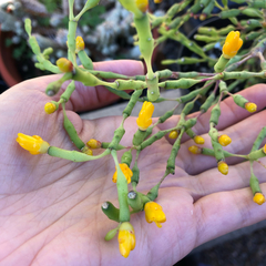 Hatiora salicornoides