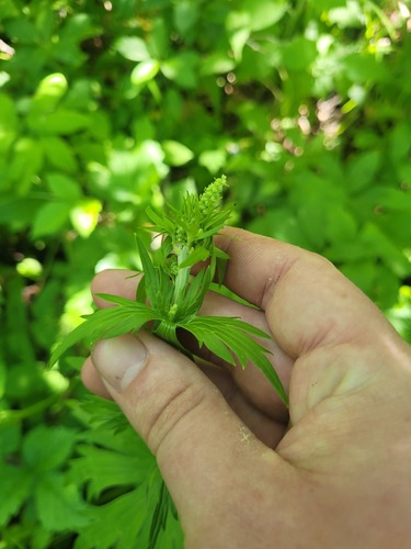 Aconitum lasiostomum, photograph 3