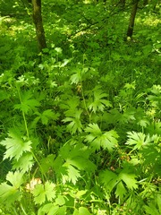 Aconitum lasiostomum, photograph (c) Dmitriy Bochkov, some rights reserved (CC BY)