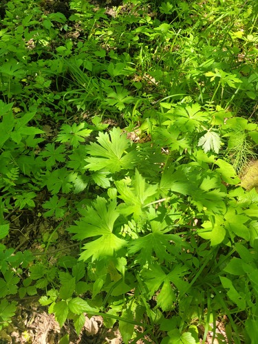 Aconitum lasiostomum, photograph 4