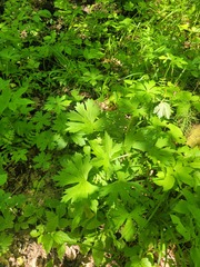 Aconitum lasiostomum, photograph (c) Dmitriy Bochkov, some rights reserved (CC BY)