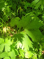 Aconitum lasiostomum, photograph (c) Dmitriy Bochkov, some rights reserved (CC BY)