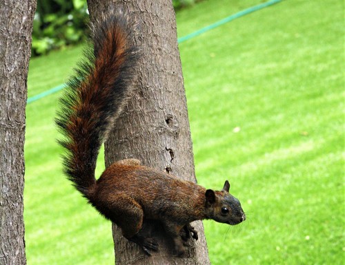 Yucatan Squirrel