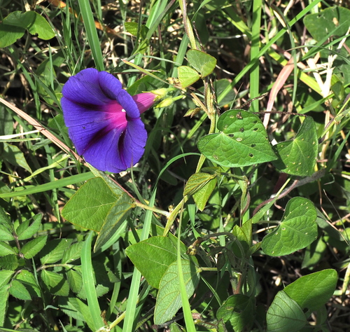 common morning-glory