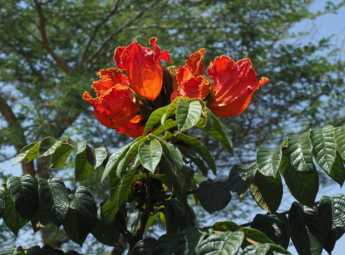 African tulip tree