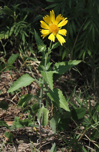 cowpen daisy