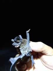 Nyctinomops laticaudatus