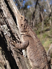Amphibolurinae