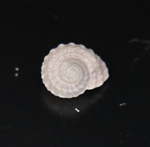 Pseudoliotia micans observed 2026-07-18
