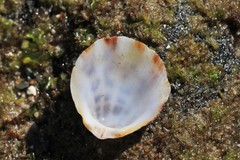 Spondylus nicobaricus