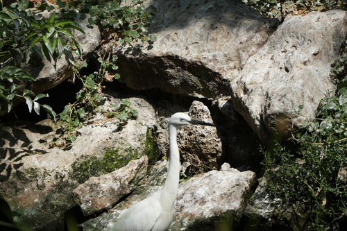 iNaturalist image