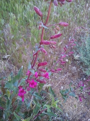 Penstemon clevelandii connatus
