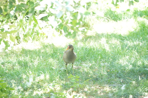 iNaturalist image