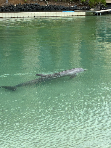 Tursiops truncatus, 2026-07-24