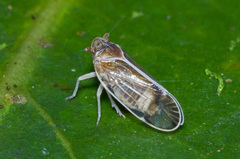 Kinnaridae