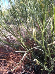 Astragalus lonchocarpus