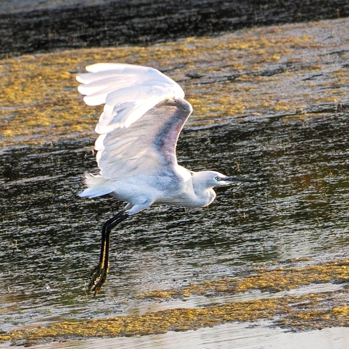 iNaturalist image