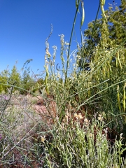 Astragalus lonchocarpus