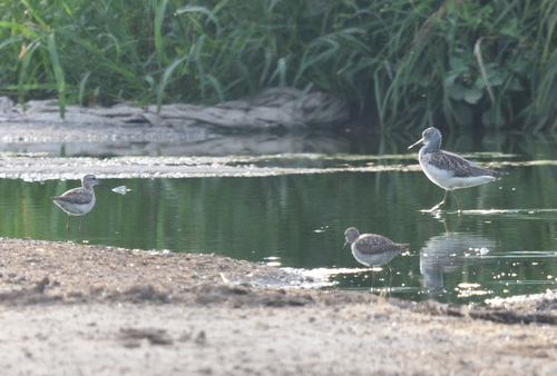 iNaturalist image