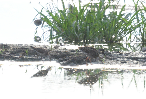 iNaturalist image