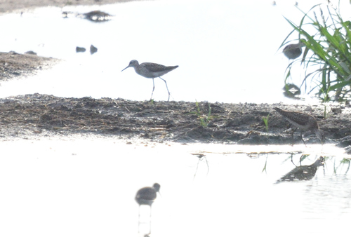 iNaturalist image