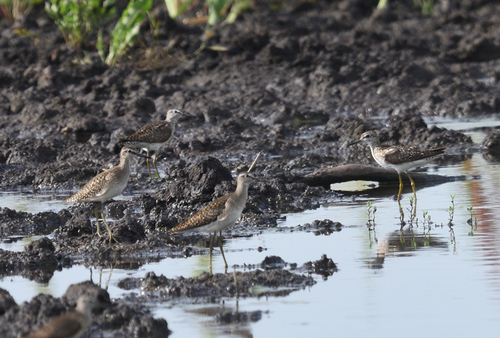 iNaturalist image