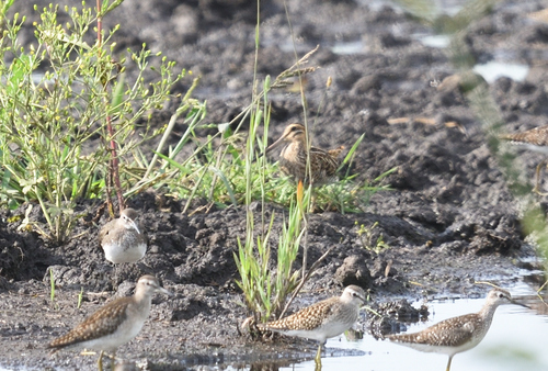 iNaturalist image