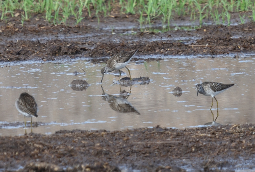iNaturalist image