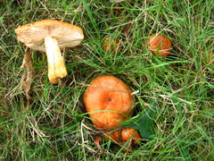 Russula mutabilis