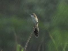 Catriscus brevirostris