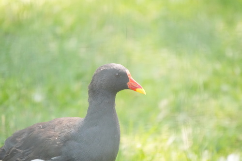 iNaturalist image
