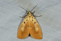Asota iodamia