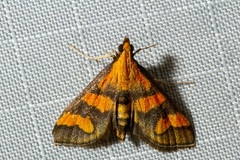 Metallarcha achoeusalis