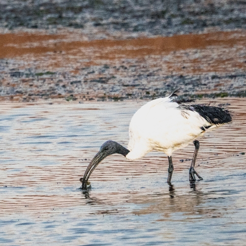 iNaturalist image