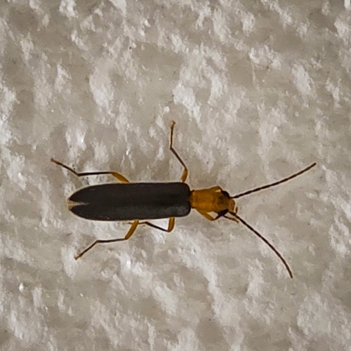 iNaturalist observation photo of Downy Leather-winged Beetle