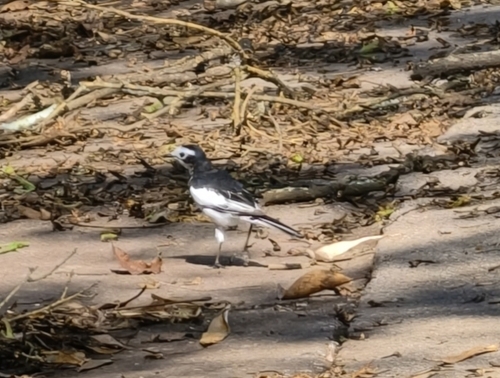White Wagtail