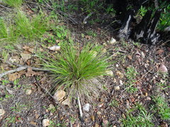 Dichanthelium linearifolium