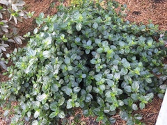 Ceanothus