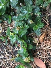 Ceanothus