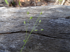 Dichanthelium linearifolium