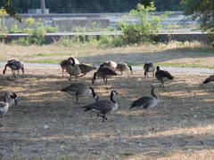 Branta canadensis