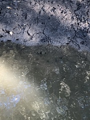 Marilyna pleurosticta