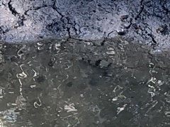 Marilyna pleurosticta