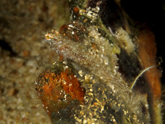 Gobius cruentatus