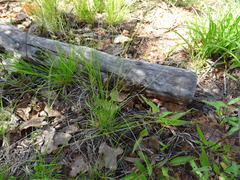 Dichanthelium linearifolium